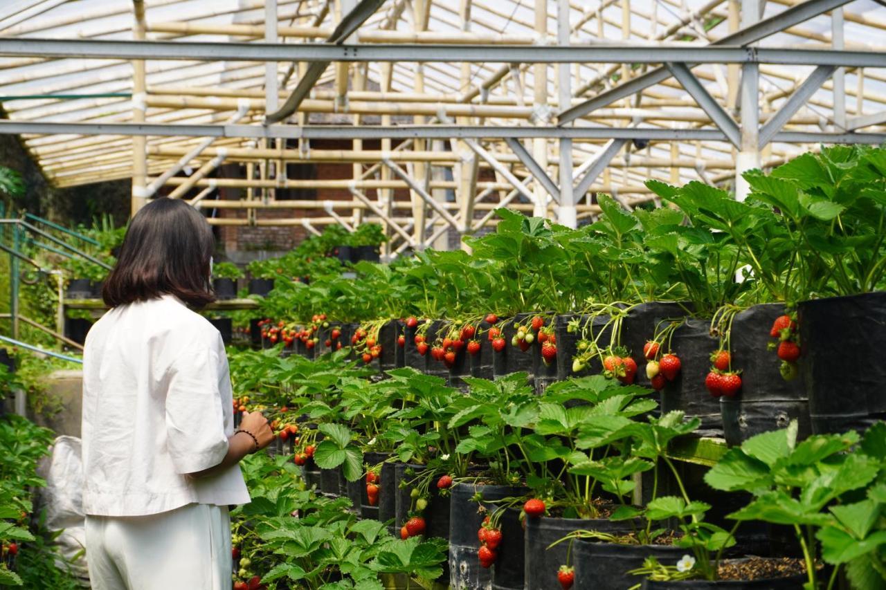 Rumah Stroberi Organic Farm & Family Lodge Лембанг Екстериор снимка