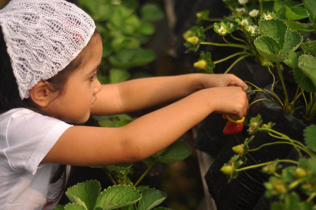 Rumah Stroberi Organic Farm & Family Lodge Лембанг Екстериор снимка